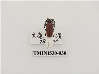 藏品(前角扣頭蟲科)的圖片